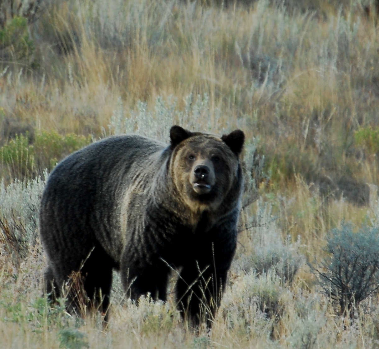 Yellowstone Grizzlies Delisted